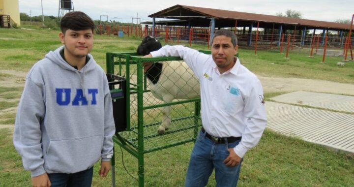 Estudiante de la UAT desarrolla innovador sistema de monitoreo de alimentación de borregos.