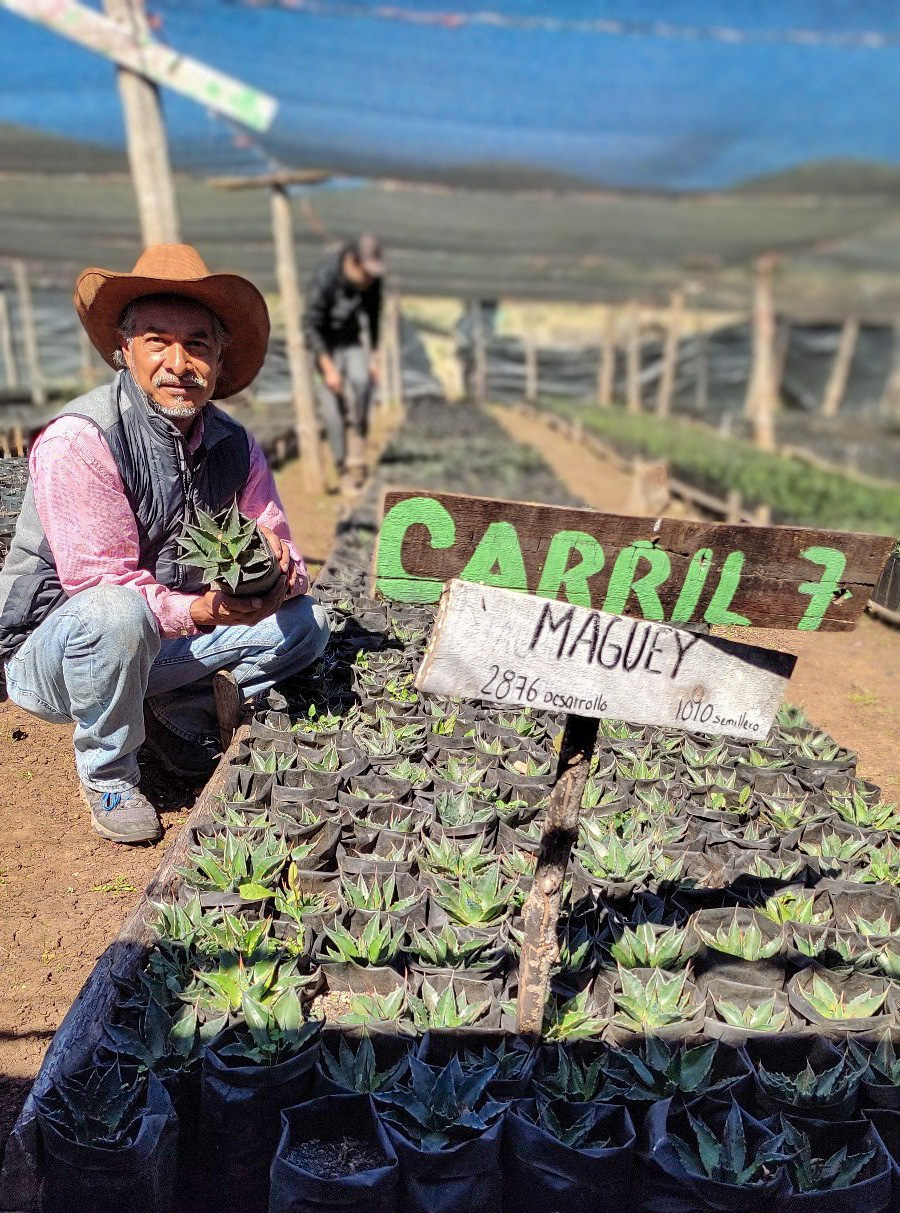 Busca la UAT preservar la genética de especies de maguey.