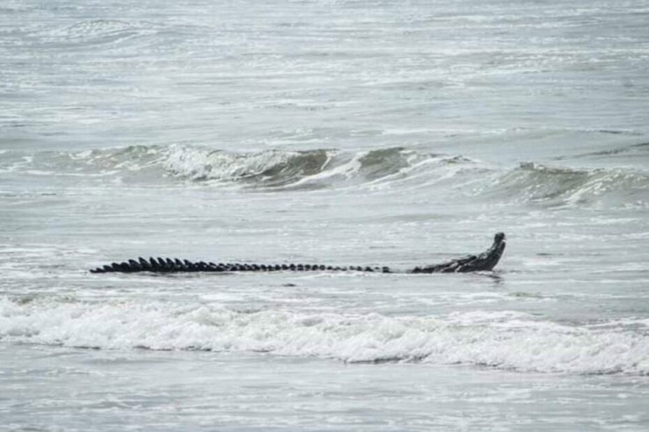 Baja el Turismo ante presencia de cocodrilos en playa Miramar