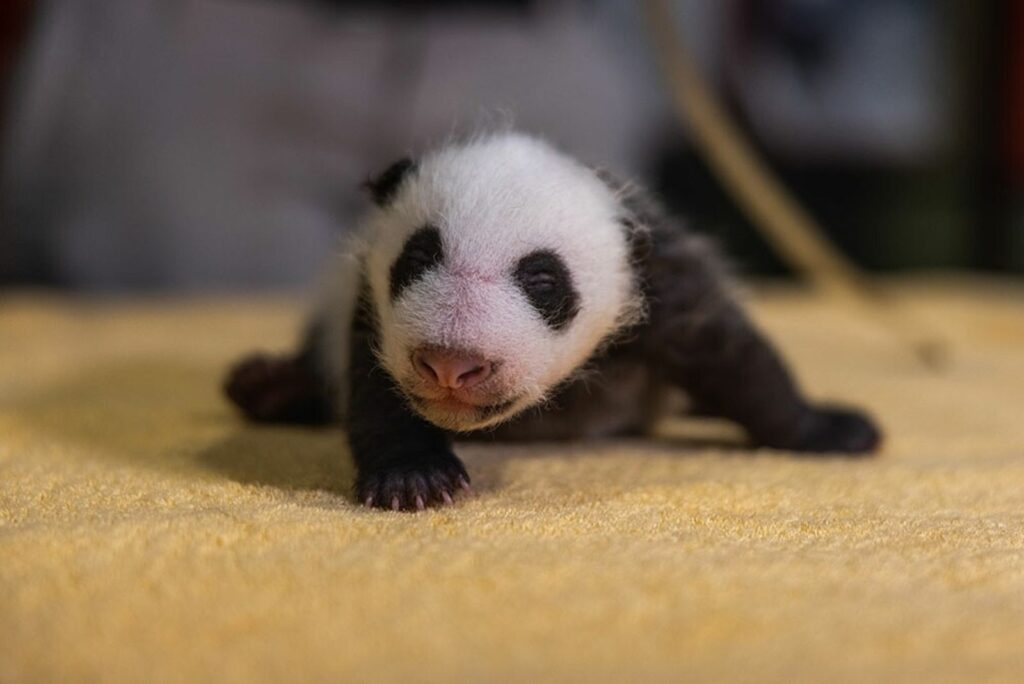 Logran cultivar células madre de panda gigante