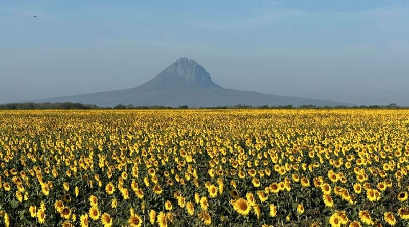 Comienza temporada de girasoles en Tamaulipas