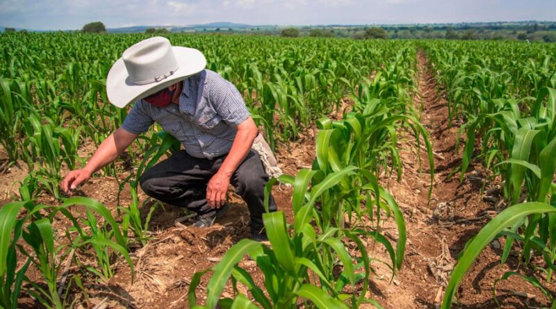 Abandonan el campo 30% de agricultores en Tamaulipas