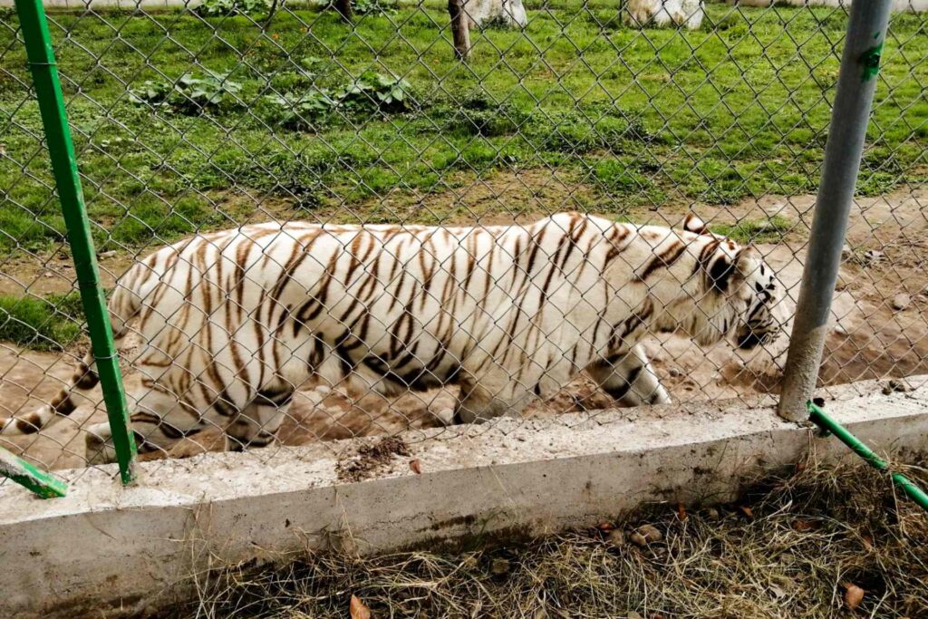 Hallan muerto al tigre de bengala que se fugó de zoológico en Puebla tras las fuertes lluvias